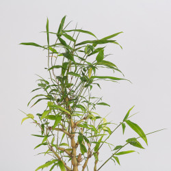 Bamboo