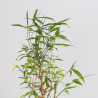 Bamboo