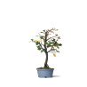 Pseudocydonia sinensis - PREBONSAI