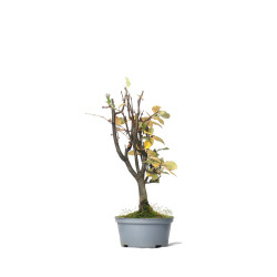 Pseudocydonia sinensis - PREBONSAI