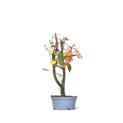 Pseudocydonia sinensis - PREBONSAI