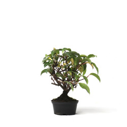 Kadsura japonica - PREBONSAI