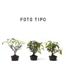 Kadsura japonica - PREBONSAI