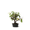 Kadsura japonica - PREBONSAI