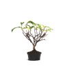 Kadsura japonica - PREBONSAI