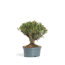 Buxus Harlandii - Maceta...