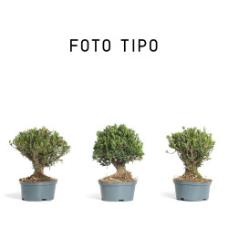 Buxus Harlandii - Maceta plástico - 15 cm