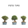 Buxus Harlandii - Maceta plástico - 15 cm