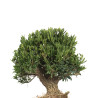 Buxus Harlandii - Maceta plástico - 15 cm