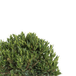 Buxus Harlandii - Maceta plástico - 15 cm