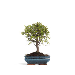 Sagarethia - Maceta 15cm
