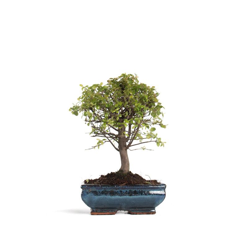 Sagarethia - Maceta 15cm