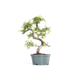 Ulmus parvifolia - Maceta...