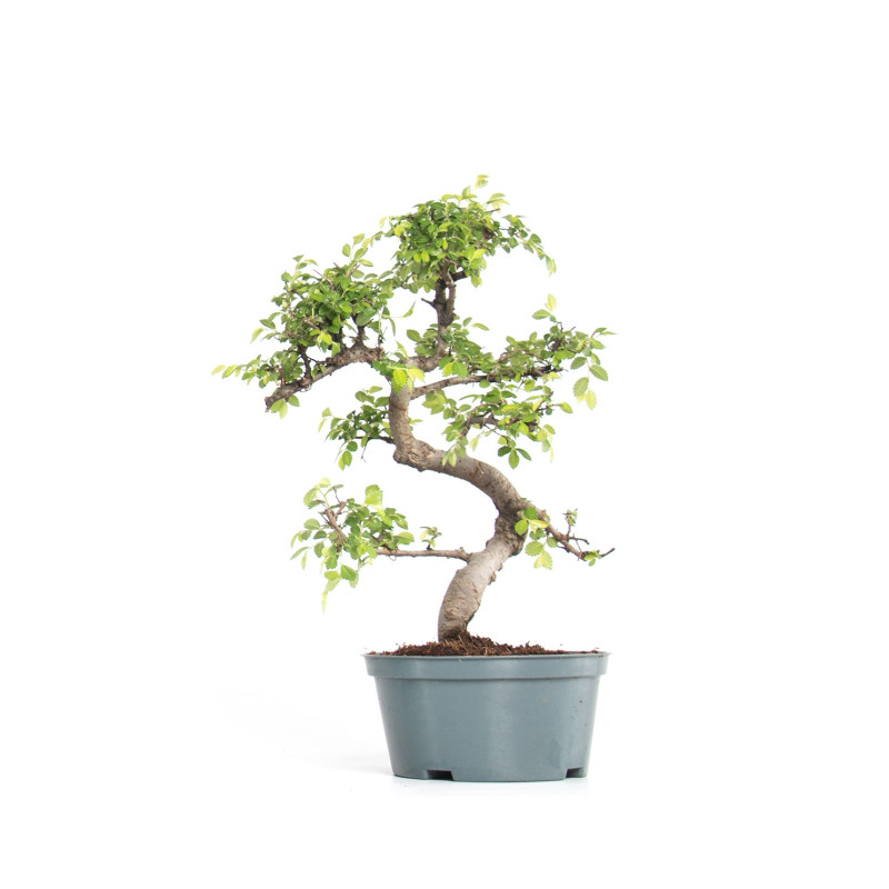 Ulmus parvifolia - Maceta plastico 14 cm