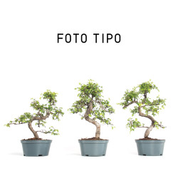 Ulmus parvifolia - Maceta plastico 14 cm