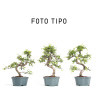 Ulmus parvifolia - Maceta plastico 14 cm