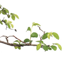 Ulmus parvifolia - Maceta plastico 14 cm