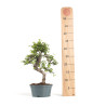 Ulmus parvifolia - Maceta plastico 14 cm