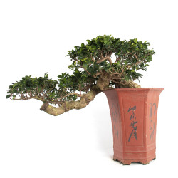Ficus retusa - B4758