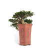 Ficus retusa - B4758