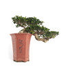Ficus retusa - B4758