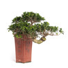 Ficus retusa - B4758