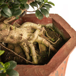 Ficus retusa - B4758