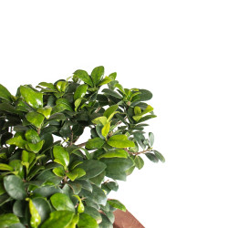 Ficus retusa - B4758