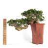 Ficus retusa - B4758