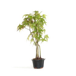 Mini Bonsai  - Acer...
