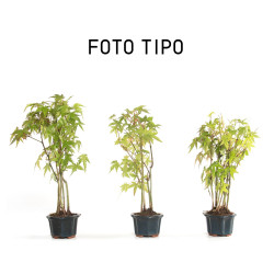 Mini Bonsai  - Acer palmatum - Bosque