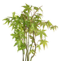 Mini Bonsai  - Acer palmatum - Bosque