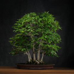 Fagus crenata - B3617