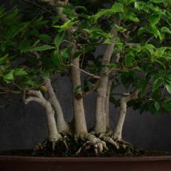 Fagus crenata - B3617