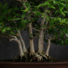 Fagus crenata - B3617