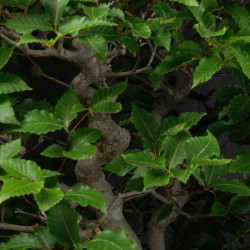 Fagus crenata - B3617