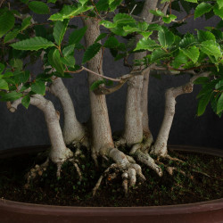 Fagus crenata - B3617