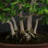 Fagus crenata - B3617