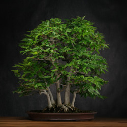 Fagus crenata - B3617