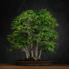 Fagus crenata - B3617