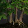 Fagus crenata - B3617