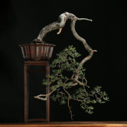 PINUS SYLVESTRIS - 4.B3253
