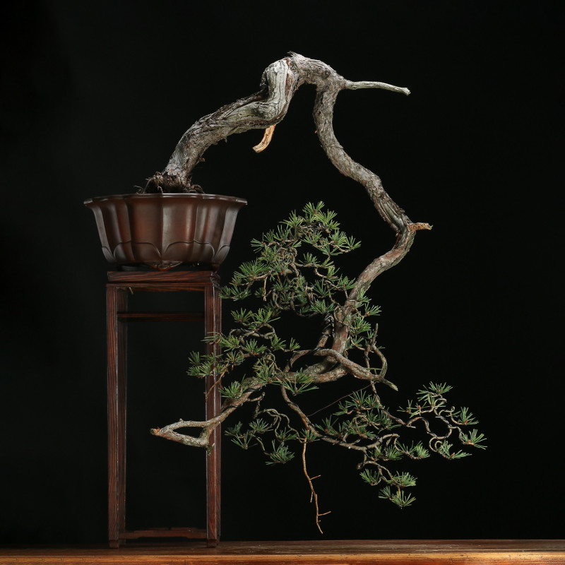 PINUS SYLVESTRIS - 4.B3253