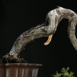 PINUS SYLVESTRIS - 4.B3253