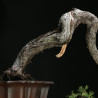 PINUS SYLVESTRIS - 4.B3253