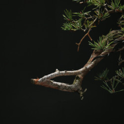 PINUS SYLVESTRIS - 4.B3253