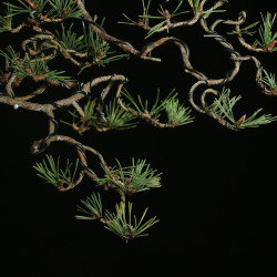 PINUS SYLVESTRIS - 4.B3253