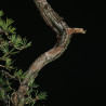 PINUS SYLVESTRIS - 4.B3253