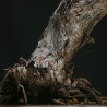 PINUS SYLVESTRIS - 4.B3253