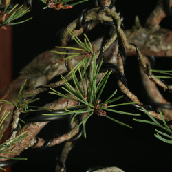 PINUS SYLVESTRIS - 4.B3253